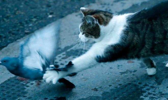 Mèo đuổi bắt chim bồ câu tại phố Downing ở thành phố London, Anh. (Nguồn Guardian)