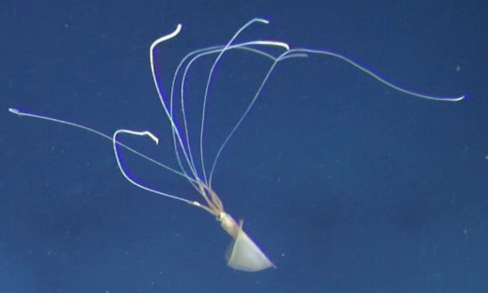 Ảnh động vật: Cảnh tượng 6.000 con ngỗng cùng ăn một lúc - Hình 11 Anh dong vat: Canh tuong 6.000 con ngong cung an mot luc-Hinh-11