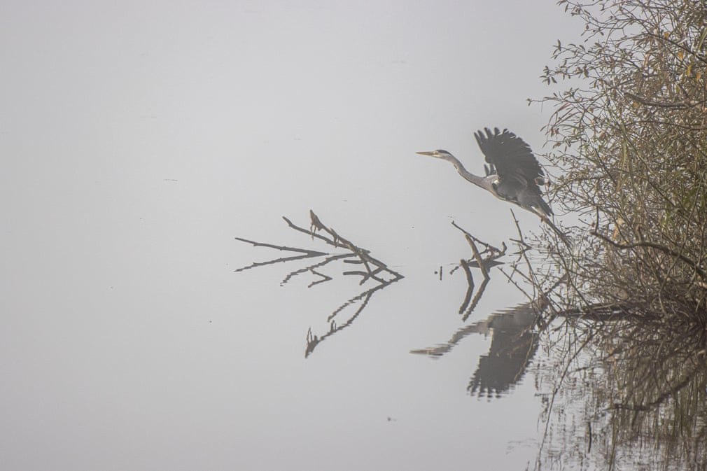 Ảnh động vật: Cảnh tượng 6.000 con ngỗng cùng ăn một lúc - Hình 4 Anh dong vat: Canh tuong 6.000 con ngong cung an mot luc-Hinh-4