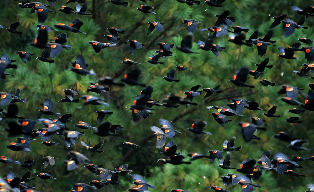 Ảnh động vật: Cảnh tượng 6.000 con ngỗng cùng ăn một lúc - Hình 7 Anh dong vat: Canh tuong 6.000 con ngong cung an mot luc-Hinh-7