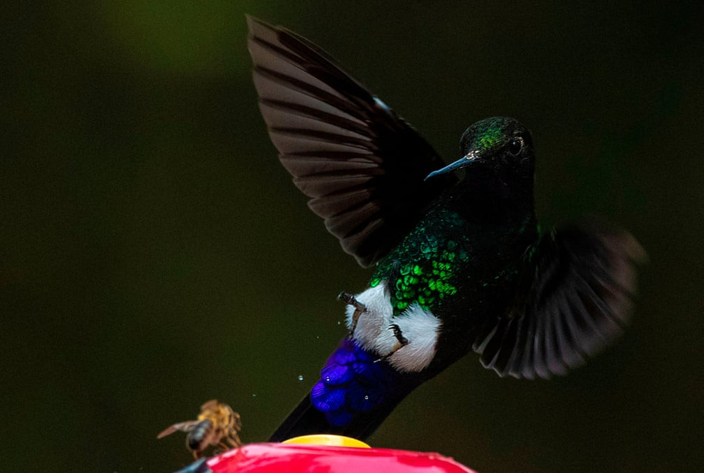 Ảnh động vật: Cảnh tượng 6.000 con ngỗng cùng ăn một lúc - Hình 6 Anh dong vat: Canh tuong 6.000 con ngong cung an mot luc-Hinh-6