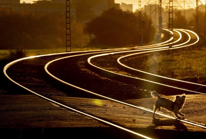 Ảnh động vật: Cảnh tượng 6.000 con ngỗng cùng ăn một lúc - Hình 12 Anh dong vat: Canh tuong 6.000 con ngong cung an mot luc-Hinh-12