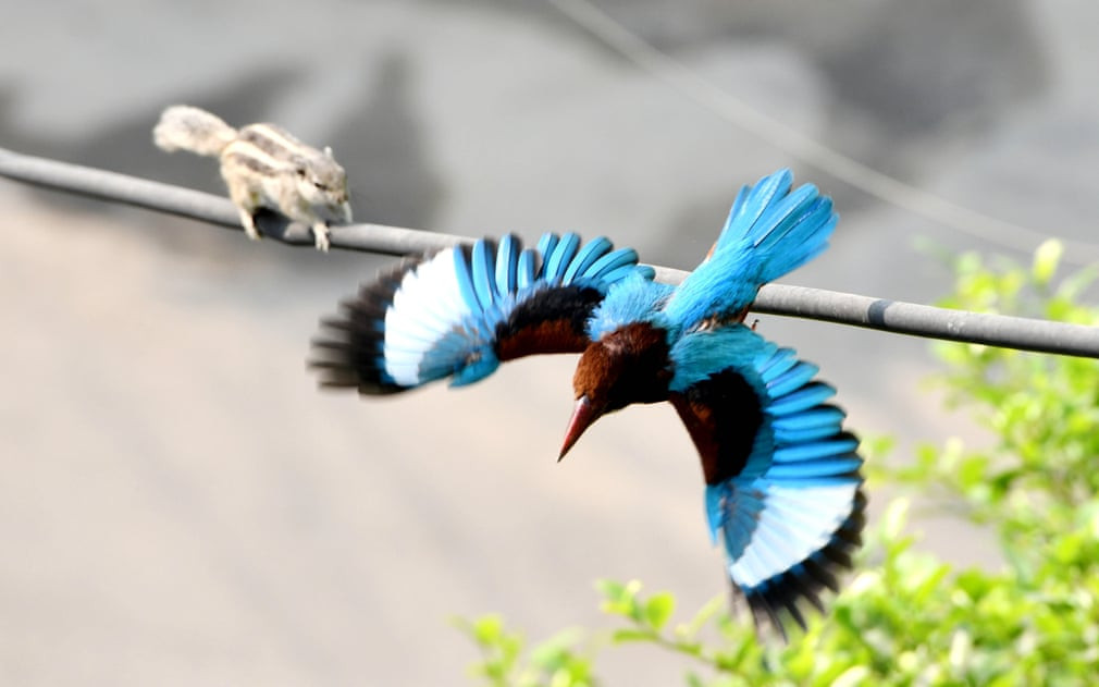 Sóc chạy về phía chim bói cá đậu trên dây điện ở thành phố Delhi, Ấn Độ. (Nguồn Guardian)