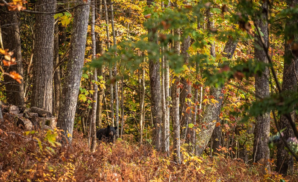 Gấu nâu đi trong khu rừng mùa thu ở bang North Carolina, Mỹ. (Nguồn Guardian)