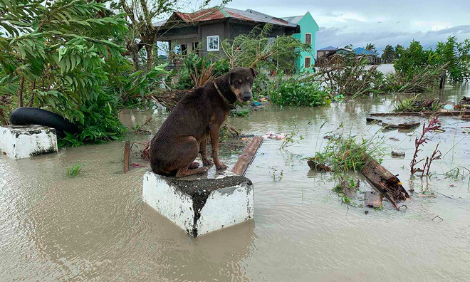 Chú chó ngồi trên trụ bê tông ngập nước lũ tại thành phố Pola, Philippines. (Nguồn Guardian)