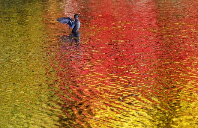 Vịt bơi dưới hồ khi màu lá mùa thu in bóng xuống mặt nước ở thành phố Nagano, Nhật Bản. (Nguồn Guardian)