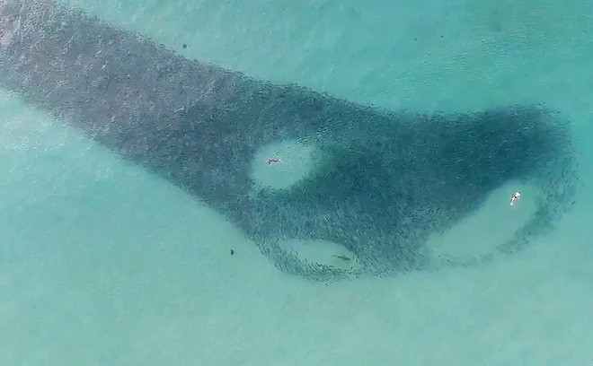 Người tắm biển và cá mập bơi qua đàn cá hồi ở ngoài khơi bãi biển ở thành phố Sydney, Australia. (Nguồn Guardian)