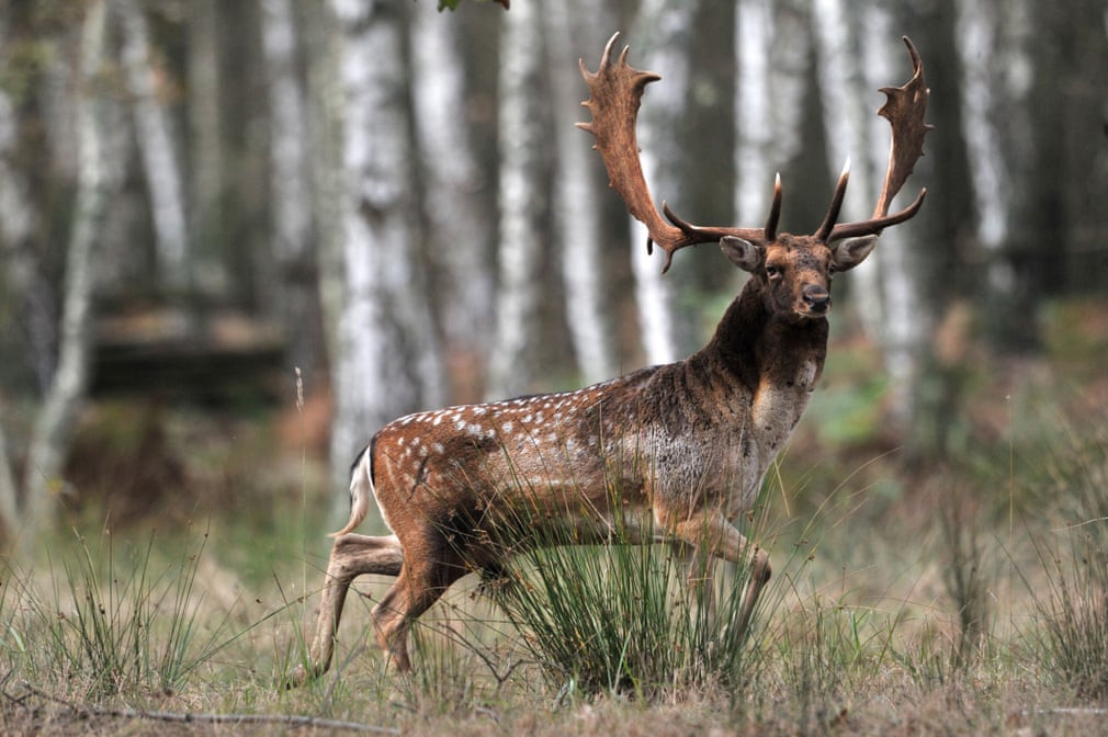 Hươu đực tìm kiếm bạn tình vào mùa sinh sản ở Lábod, Hungary. (Nguồn Guardian)