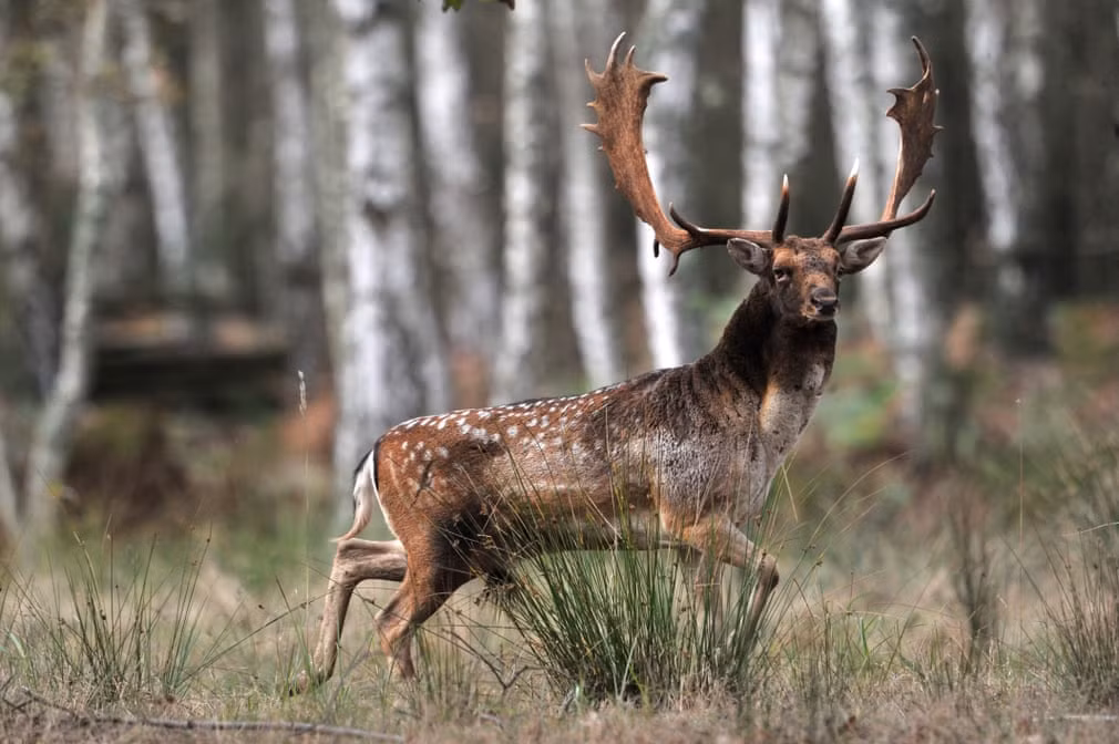 Hươu đực tìm kiếm bạn tình vào mùa sinh sản ở Lábod, Hungary. (Nguồn Guardian)