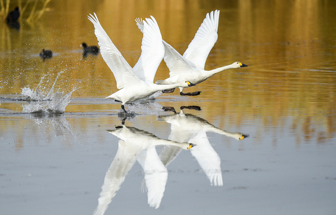 Cặp thiên nga chạy trên mặt nước dưới hồ Ulan Suhai ở khu tự trị Nội Mông, Trung Quốc. (Nguồn Guardian)