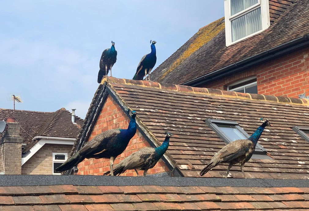 Chim công đậu trên mái nhà ở thành phố Henfield, Anh. (Nguồn Guardian)