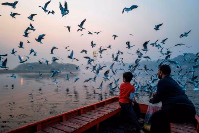 Người đàn ông và con trai cho chim mòng biển ăn tại bờ sông Yamuna ở thành phố Delhi, Ấn Độ. (Nguồn Guardian)