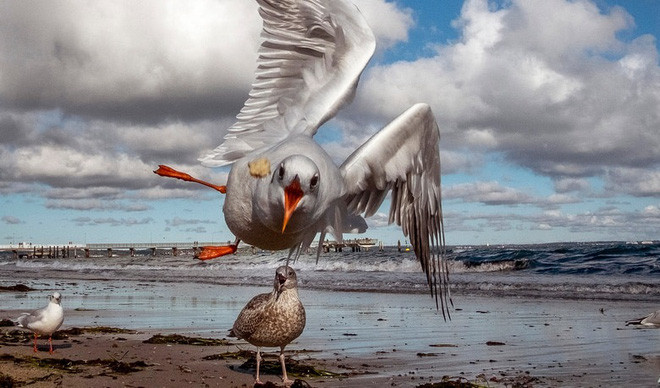 Chim mòng biển bay bắt mẩu bánh mì do du khách ném ra ở Timmendorfer Strand, Đức. (Nguồn Guardian)