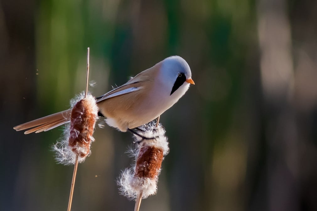 Chim sẻ ngô đứng trên cây sậy ở tỉnh Hắc Long Giang, Trung Quốc. (Nguồn Guardian)