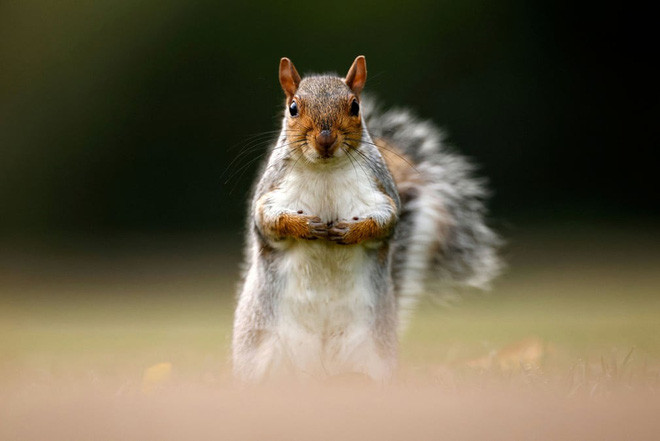Sóc kiếm ăn trong công viên St James’s Park ở thành phố London, Anh. (Nguồn Guardian)