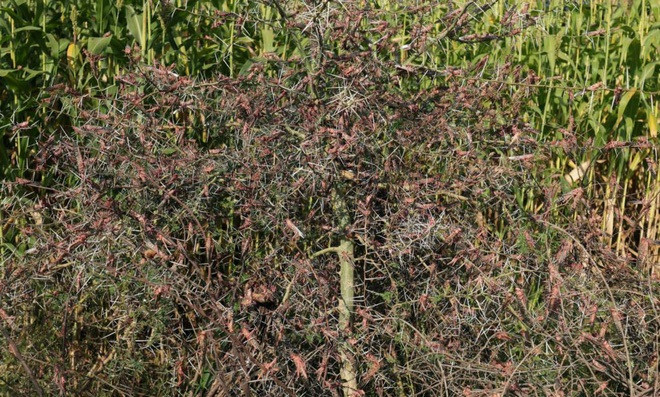 Châu chấu tấn công cánh đồng mao lương tại ngôi làng Jawaha gần thị trấn Kamise ở Ethiopia. (Nguồn Guardian)