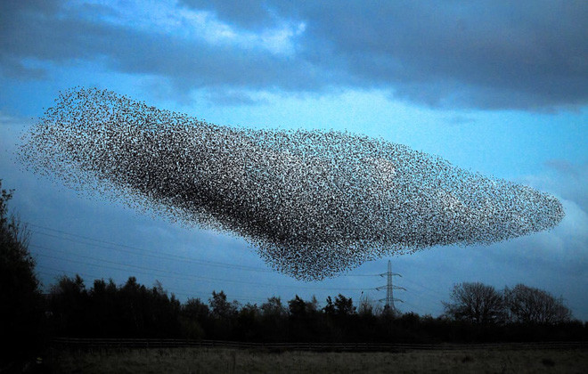 Đàn chim sáo đá bay trên bầu trời lúc hoàng hôn ở Gretna, Scotland. (Nguồn Guardian)