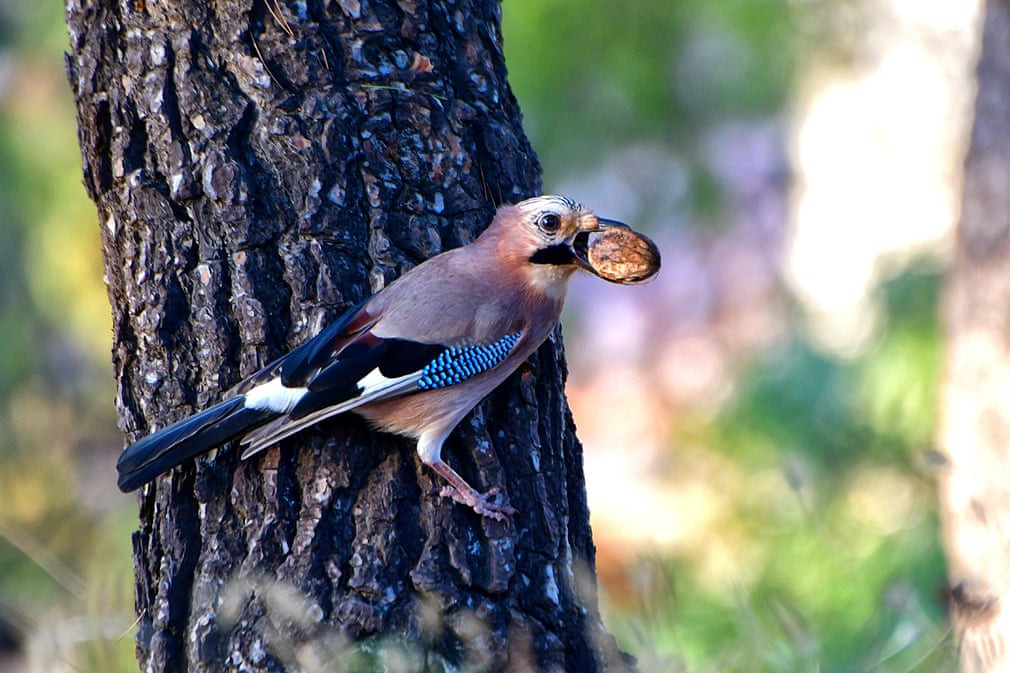 Chim quạ thông ngậm hạt trong miệng ở Peloponnese, Hi Lạp. (Nguồn Guardian)