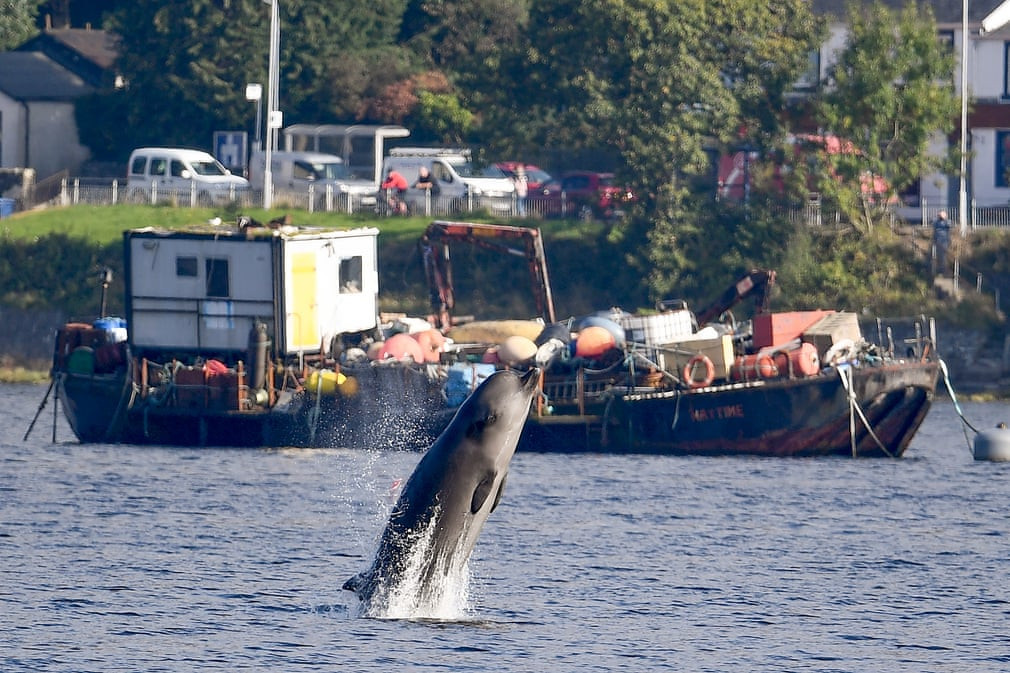 Cá voi mõm khoằm bơi ngoài khơi Garelochhead, Scotland. (Nguồn Guardian)