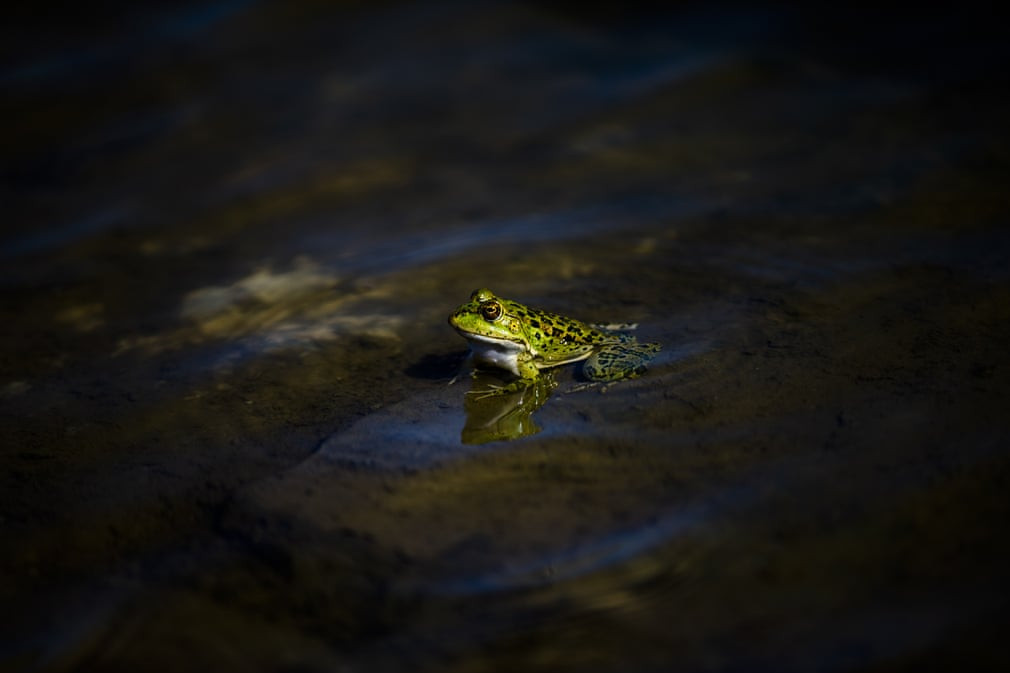 Ếch đầm lầy ngồi nghỉ dưới hồ nước ở thành phố Antalya, Thổ Nhĩ Kỳ. (Nguồn Guardian)