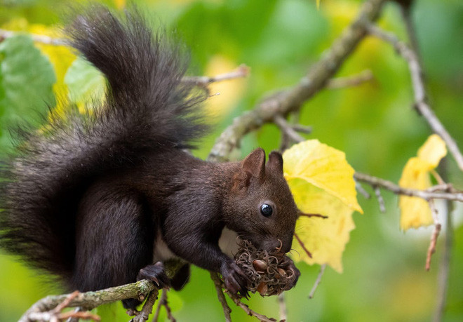 Sóc ăn hạt trên cây ở thành phố Munich, Đức. (Nguồn Guardian)