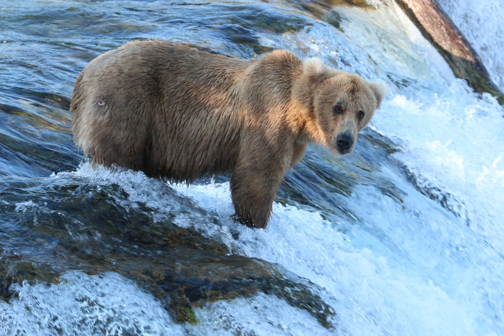 Gấu nâu chờ bắt cá trong vườn quốc gia Katmai ở Alaska, Mỹ. (Nguồn Guardian)