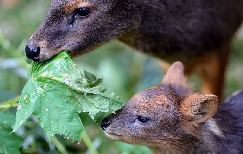 Hươu Chile sơ sinh ăn cùng mẹ trong vườn thú ở thành phố Cologne, Đức. (Nguồn Guardian)