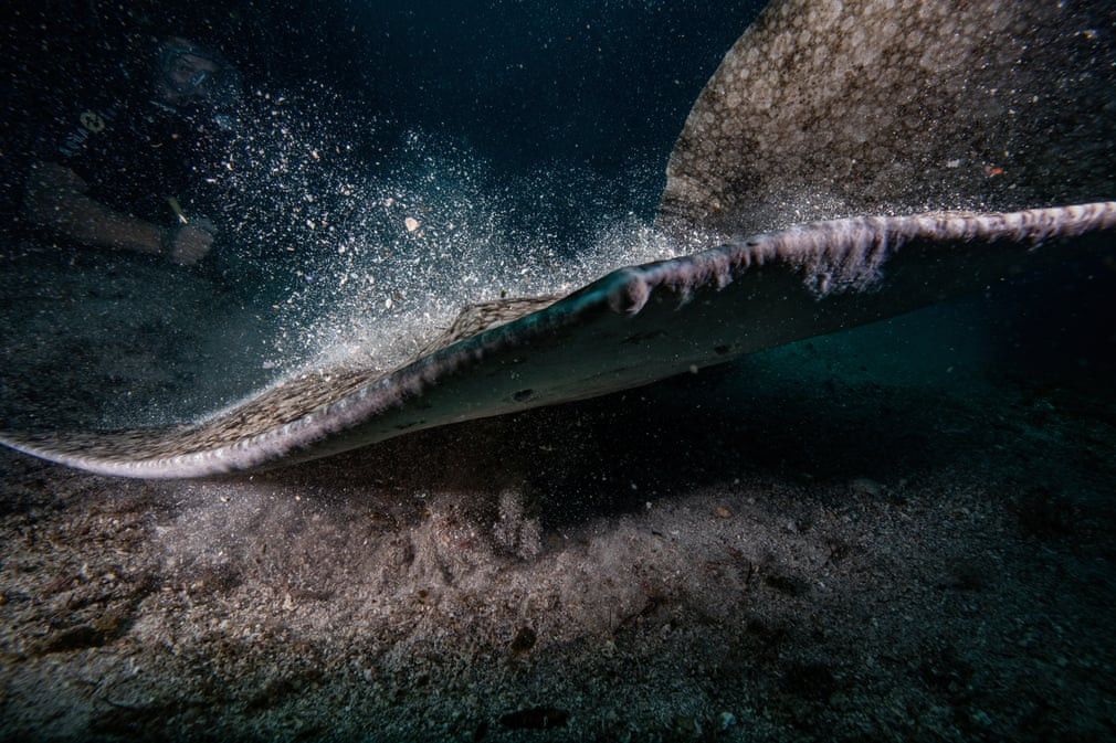 Thợ lặn bơi gần cá đuối khổng lồ ở ngoài khơi Izmir, Thổ Nhĩ Kỳ. (Nguồn Guardian)