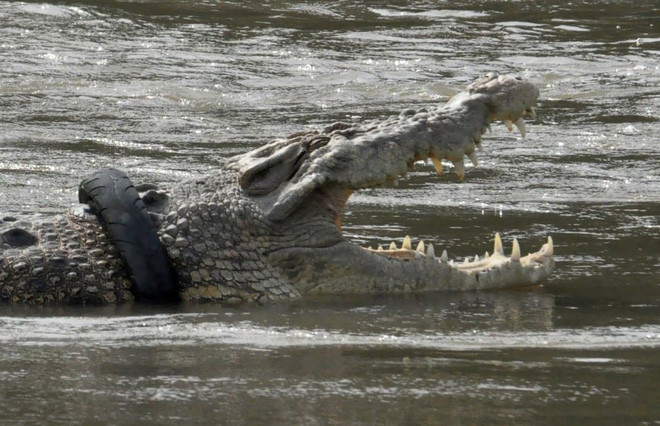 Cá sấu khổng lồ bị kẹt trong lốp xe dưới sông ở tỉnh Sulawesi, Indonesia. (Nguồn Guardian)