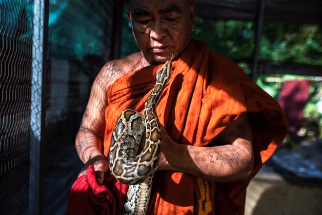 Nhà sư chăm sóc những con trăn khổng lồ tại một tu viện ở ngoại ô thành phố Yangon, Myanmar. (Nguồn Guardian)