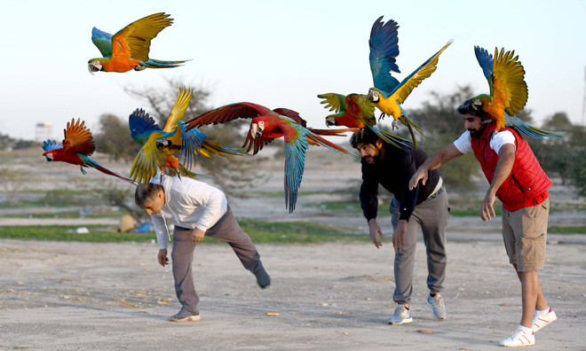 Mọi người tham gia cuộc thi huấn luyện chim vẹt ở thành phố Jahra, Kuwait. (Nguồn Guardian)