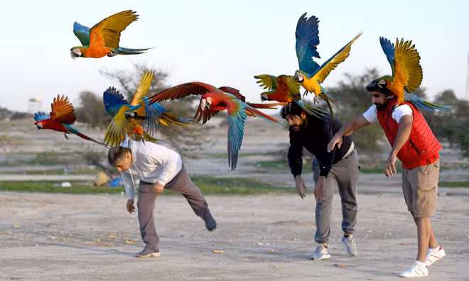 Mọi người tham gia cuộc thi huấn luyện chim vẹt ở thành phố Jahra, Kuwait. (Nguồn Guardian)