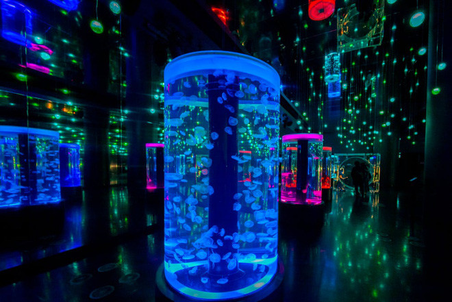 Những con sứa bơi trong bể kính tại công viên hải dương Aqua Park Shinagawa ở thành phố Tokyo, Nhật Bản. (Nguồn Guardian)