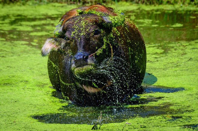 Bèo tấm dính đầy cơ thể trâu nước sau khi nó tắm mát dưới hồ ở ngoại ô thành phố Bangkok, Thái Lan. (Nguồn Guardian)