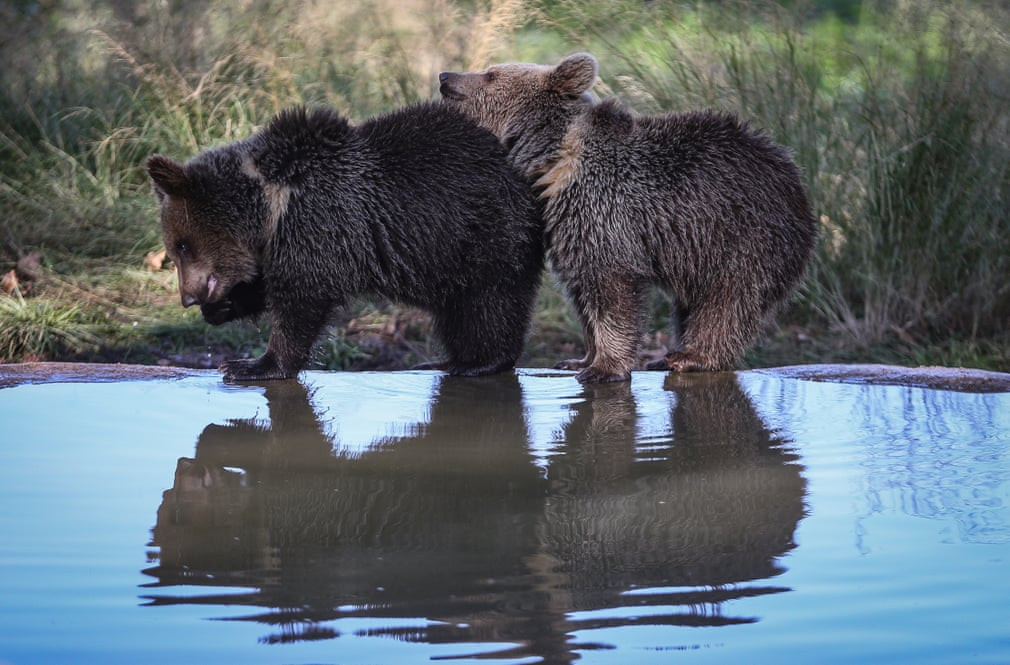 Cặp gấu nâu con bị tách khỏi mẹ được chăm sóc trong một trung tâm cứu hộ động vật hoang dã ở Karacabey, Bursa, Thổ Nhĩ Kỳ. (Nguồn Guardian)