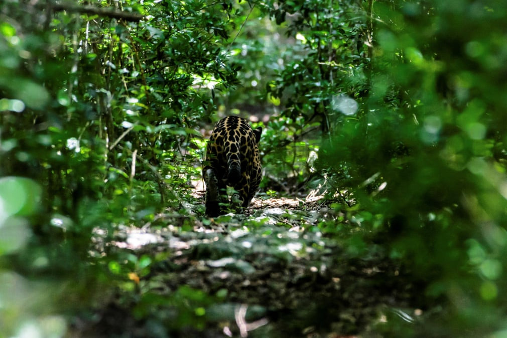 Báo đốm di chuyển trong khu bảo tồn Sian Ka’an ở Chetumal, Mexico. (Nguồn Guardian)