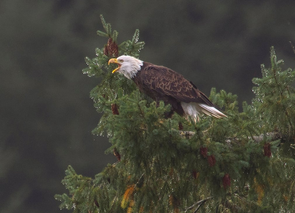 Đại bàng trọc đầu đậu trên cây ở bang Oregon, Mỹ. (Nguồn Guardian)