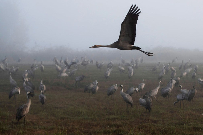 Đàn chim sếu di cư đứng dưới sương sớm trong một khu bảo tồn thiên nhiên ở Hula, Israel. (Nguồn Guardian)