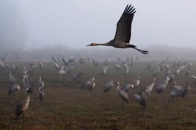 Đàn chim sếu di cư đứng dưới sương sớm trong một khu bảo tồn thiên nhiên ở Hula, Israel. (Nguồn Guardian)