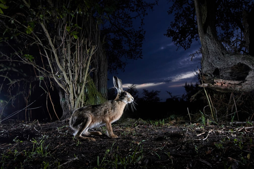 Thỏ nâu kiếm ăn vào ban đêm trong một khu rừng ở Đông Yorkshire, Anh. (Nguồn Guardian)
