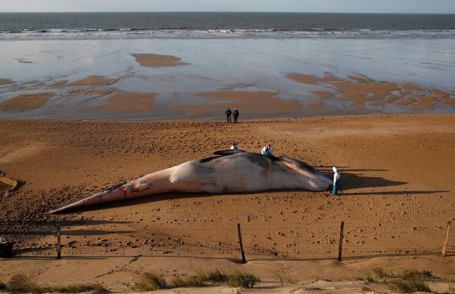 Chuyên gia kiểm tra xác cá voi khổng lồ chết dạt vào bờ biển ở thành phố Saint-Hilaire-de-Riez, Pháp. (Nguồn Guardian)