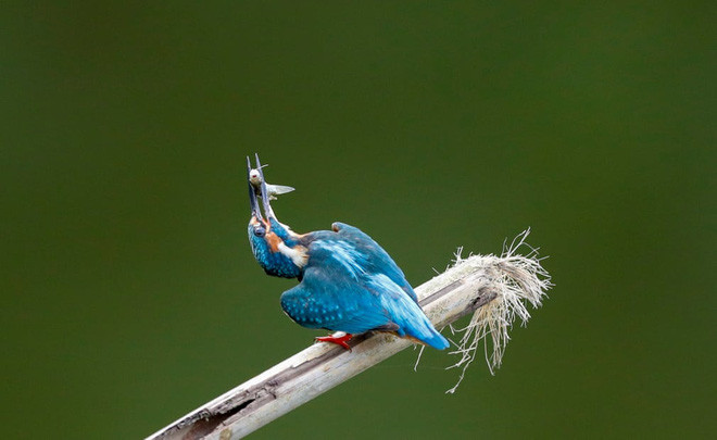 Chim bói cá ngậm thức ăn trong miệng khi đậu cạnh hồ nước ở thành phố Yangon, Myanmar. (Nguồn Guardian)