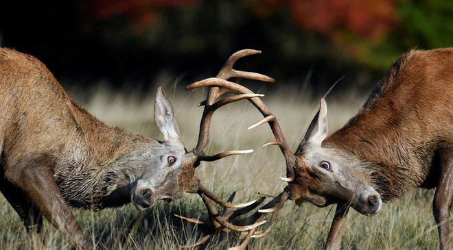 Cặp hươu đực quyết chiến trong mùa sinh sản tại công viên Richmond ở London, Anh. (Nguồn Guardian)