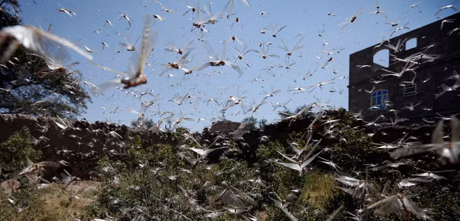 Châu chấu sa mạc tấn công vùng ngoại ô thành phố Sana’a, Yemen. (Nguồn Guardian)