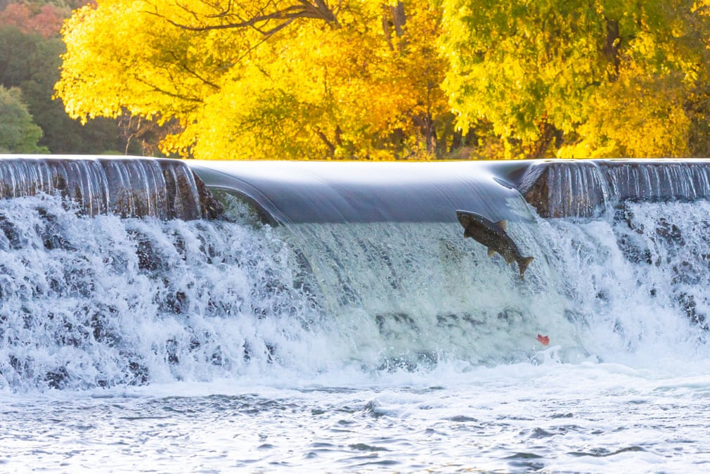 Cá hồi ngược dòng trên sông Humber ở Etobicoke, Canada. (Nguồn Guardian)