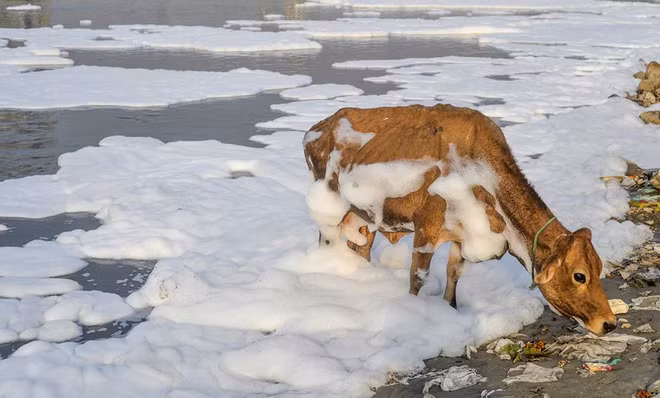 Bò bị bao phủ bởi bọt nước từ dòng sông Yamuna bị ô nhiễm ở thành phố New Delhi, Ấn Độ. (Nguồn Guardian)