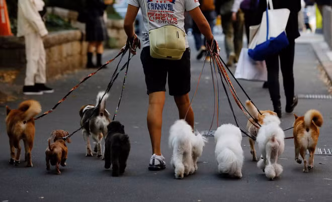 Người đàn ông dắt chó đi dạo trên đường phố ở Tokyo, Nhật Bản. (Nguồn Guardian)