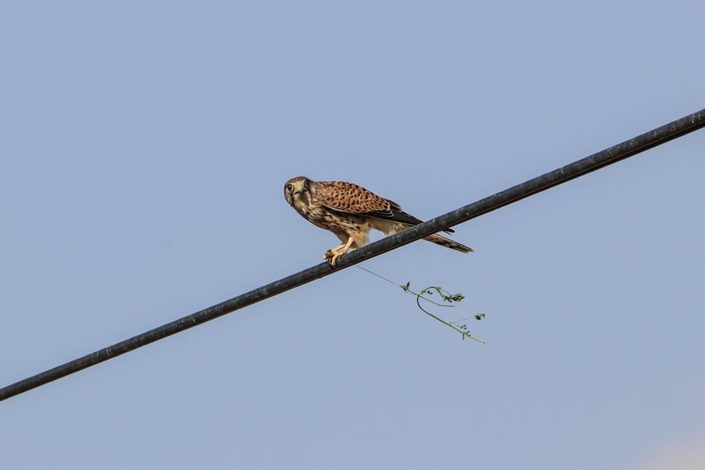 Chim cắt lùn giữ con mồi trên dây điện trong vườn quốc gia Núi Agri ở Iğdir, Thổ Nhĩ Kỳ. (Nguồn Guardian)