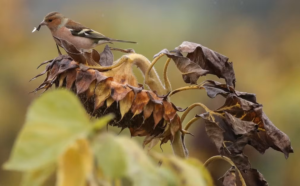 Chim ngậm hạt hướng dương trong miệng ở thành phố Daugendorf, Đức. (Nguồn Guardian)