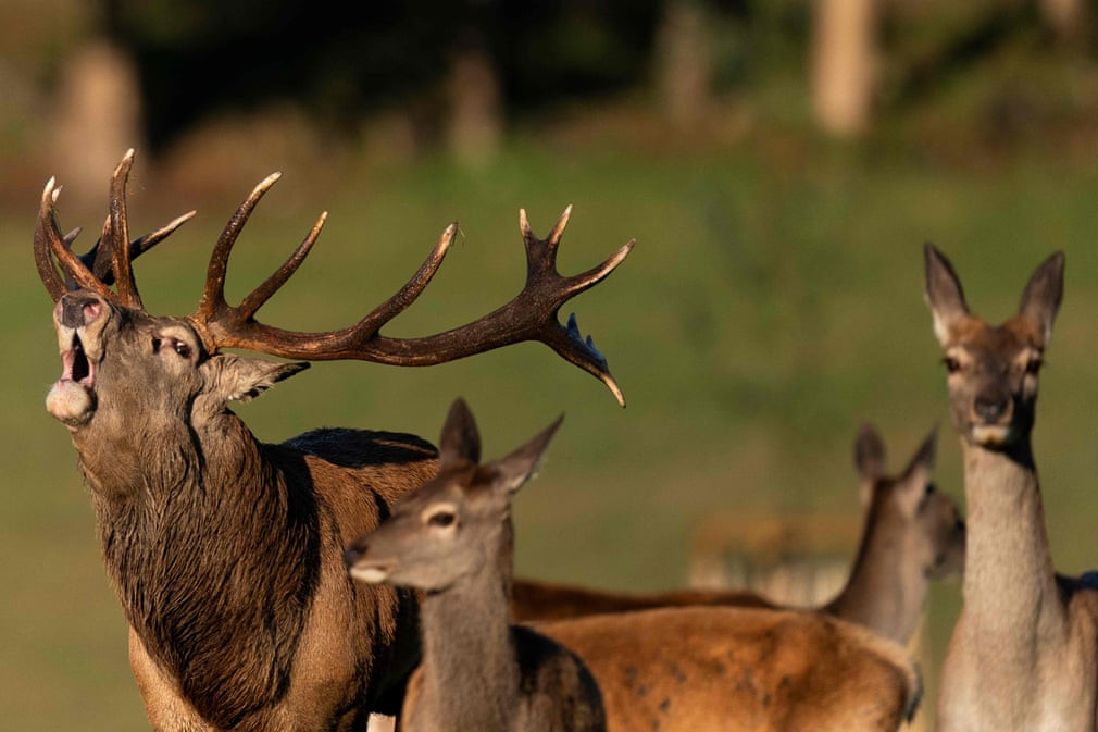 Hươu đực gọi bạn tình trong công viên ở thành phố Han-sur-Lesse, Bỉ. (Nguồn Guardian)